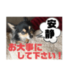 我が家のかわいい愛犬めるたん2（個別スタンプ：28）