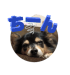 我が家のかわいい愛犬めるたん2（個別スタンプ：29）