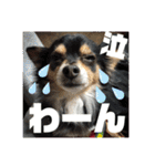 我が家のかわいい愛犬めるたん2（個別スタンプ：30）