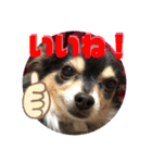 我が家のかわいい愛犬めるたん2（個別スタンプ：31）