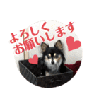我が家のかわいい愛犬めるたん2（個別スタンプ：32）