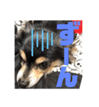 我が家のかわいい愛犬めるたん2（個別スタンプ：33）