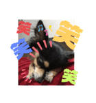 我が家のかわいい愛犬めるたん2（個別スタンプ：34）