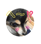 我が家のかわいい愛犬めるたん2（個別スタンプ：35）