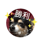 我が家のかわいい愛犬めるたん2（個別スタンプ：38）