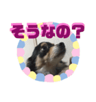 我が家のかわいい愛犬めるたん2（個別スタンプ：39）