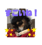 我が家のかわいい愛犬めるたん2（個別スタンプ：40）