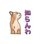 ネコの伝言（個別スタンプ：1）
