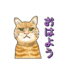 ネコの伝言（個別スタンプ：5）
