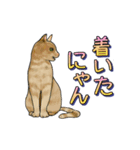 ネコの伝言（個別スタンプ：7）