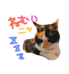 うちのねこ^._.^（個別スタンプ：1）