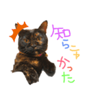 うちのねこ^._.^（個別スタンプ：3）