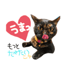 うちのねこ^._.^（個別スタンプ：4）