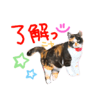 うちのねこ^._.^（個別スタンプ：6）