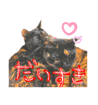 うちのねこ^._.^（個別スタンプ：7）