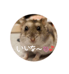 ジャンガリアンハムスターのツナ（個別スタンプ：8）