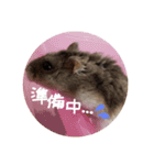 ジャンガリアンハムスターのツナ（個別スタンプ：12）
