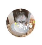 ジャンガリアンハムスターのツナ（個別スタンプ：13）