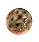 ジャンガリアンハムスターのツナ（個別スタンプ：14）