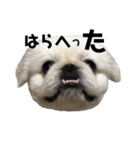 しーはるすたんぷ（個別スタンプ：3）