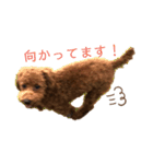 トイプーぐらの毎日スタンプ（個別スタンプ：2）
