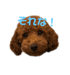 トイプーぐらの毎日スタンプ（個別スタンプ：3）