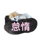 ポメラニアンはじめました②（個別スタンプ：11）