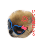 ポメラニアンはじめました②（個別スタンプ：12）