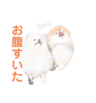 ポメラニアンはじめました②（個別スタンプ：13）