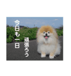 ポメラニアンはじめました②（個別スタンプ：14）