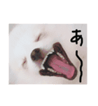 ポメラニアンはじめました②（個別スタンプ：15）