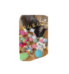 うちのにゃんこ マーブルちゃんいっぱい（個別スタンプ：1）