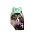 うちのにゃんこ マーブルちゃんいっぱい（個別スタンプ：6）