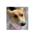 コーギー物語（個別スタンプ：1）