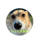 コーギー物語（個別スタンプ：3）