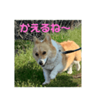 コーギー物語（個別スタンプ：7）