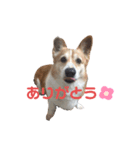 こーすけ1216（個別スタンプ：8）