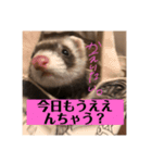 フェレットのオリーブちゃんです（個別スタンプ：1）