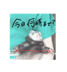 フェレットのオリーブちゃんです（個別スタンプ：5）