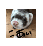 フェレットのオリーブちゃんです（個別スタンプ：6）