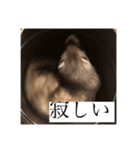 フェレットのオリーブちゃんです（個別スタンプ：7）