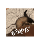 フェレットのオリーブちゃんです（個別スタンプ：8）