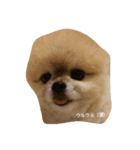かわいい犬のマオ（個別スタンプ：1）