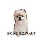 かわいい犬のマオ（個別スタンプ：2）