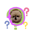 かわいい犬のマオ（個別スタンプ：7）