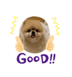 かわいい犬のマオ（個別スタンプ：8）