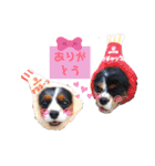 こはさんご♪（個別スタンプ：11）