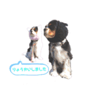 こはさんご♪（個別スタンプ：12）