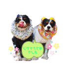 こはさんご♪（個別スタンプ：22）