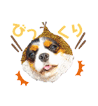 こはさんご♪（個別スタンプ：31）